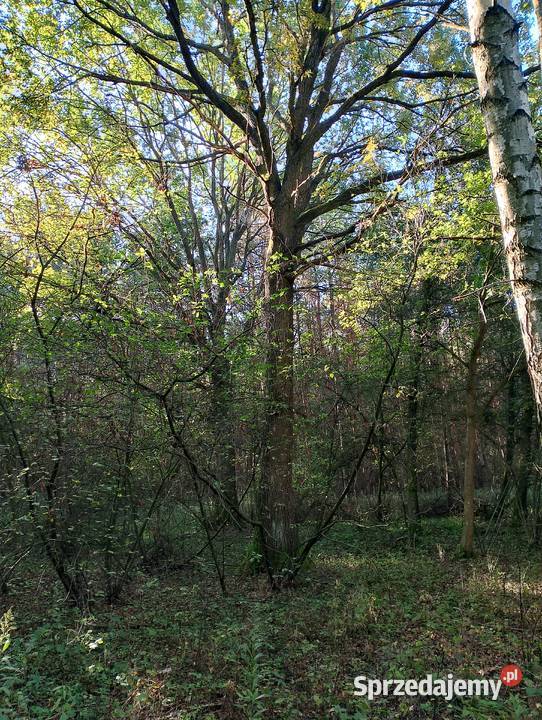 Sprzedam pole orne zalesione Radomyśl nad Sanem