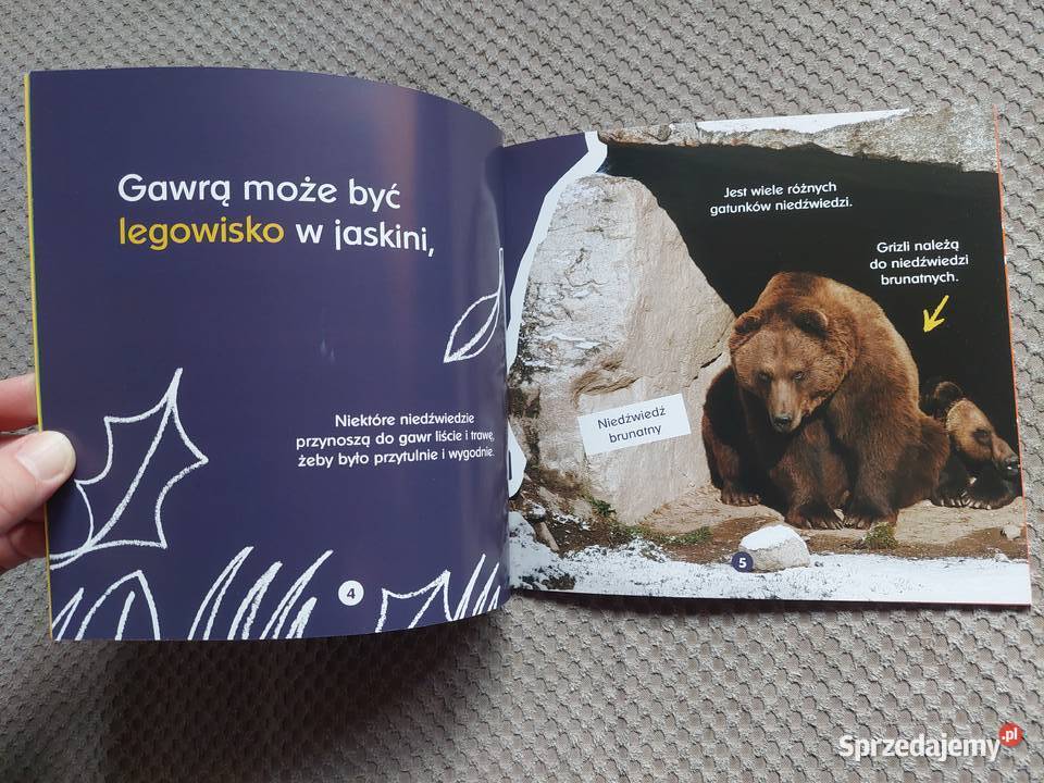 O gawrach czyli niedźwiedzich łóżkach Becky Kraków