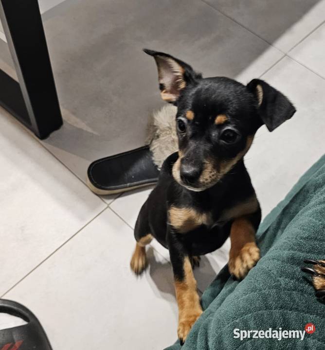 Suczka pinczerek miniaturka Chróścin