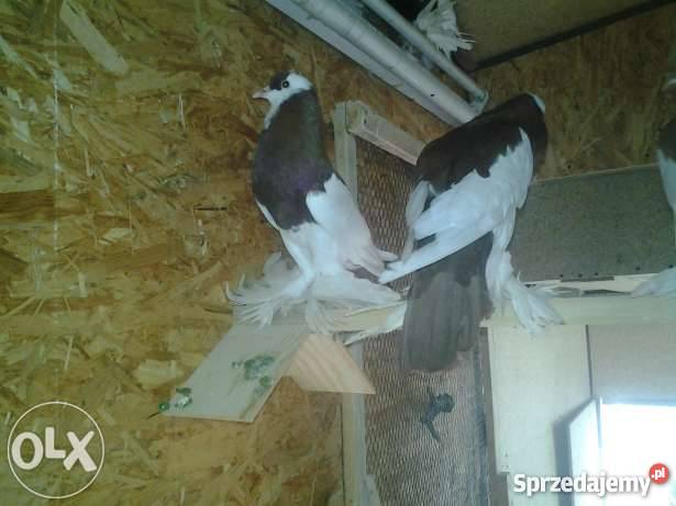 gołąb garłacz czeski siodłaty PIEKNE Pozostałe Pozostałe Przyszowice