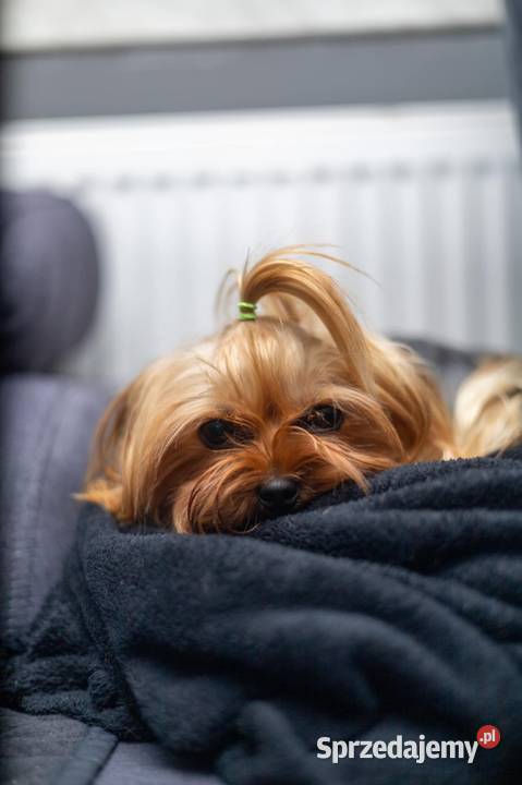 Yorkshire suczka 3 letnia Morąg