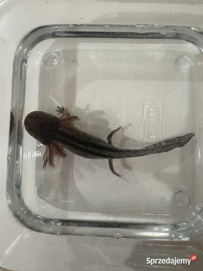 Młode aksolotle z własnej hodowli do dobrego Słupsk