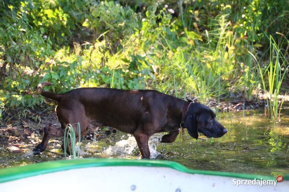 Posokowiec bawarski Klonowo Dolne sprzedam