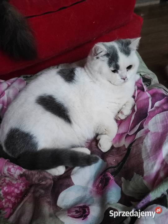 Prześliczny niebieski arlekin szuka nowego domu Brytyjski Warszawa