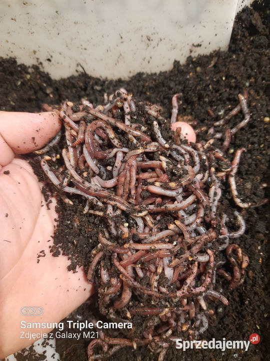 Dżdżownice do kompostu i na ryby Żarłoczne i Białogard
