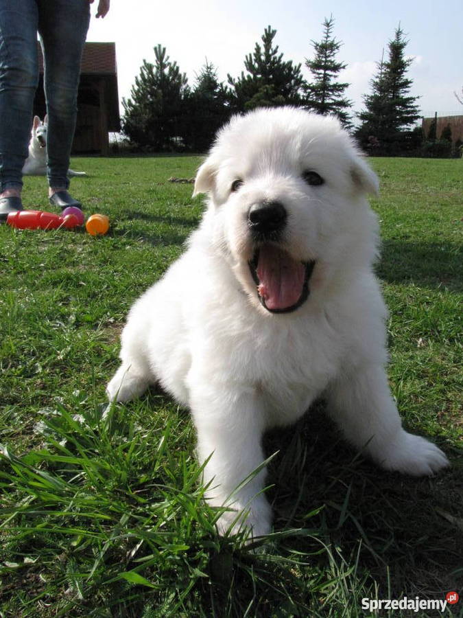 Biały Owczarek Szwajcarski szczenięta długowłose Pabianice