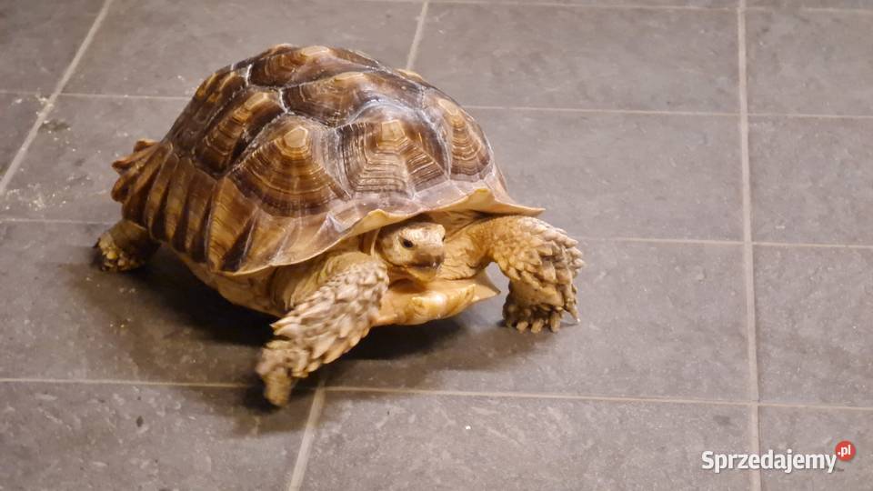 Żółw pustynny mazowieckie Warszawa