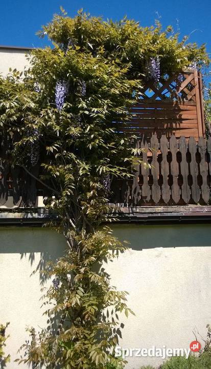 Wisteria Glicynia chińska sadzonka Pszczyna