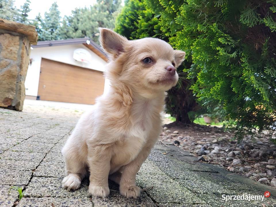 Chihuahua piękna krótkowłosa bursztynowa i długowłosa