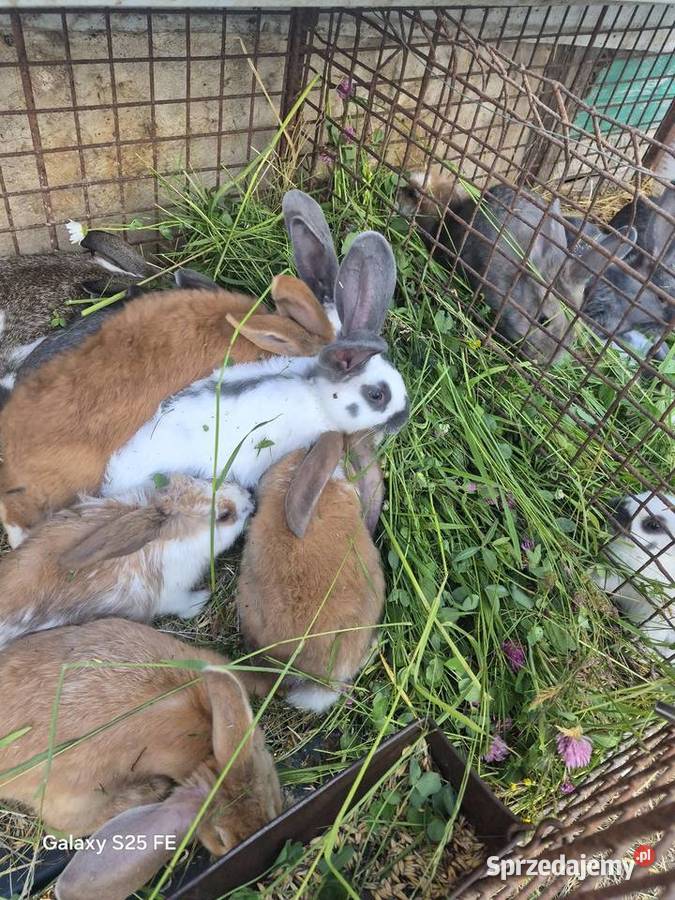 Króliki rasowe I mieszańce Dylągowa
