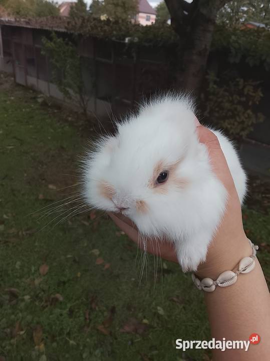 Królik miniaturka Bochnia