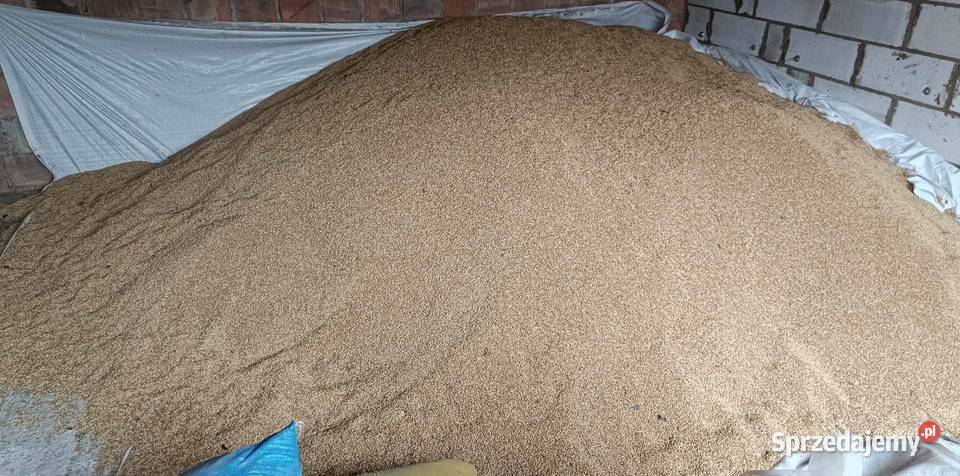 Jęczmień jary Farmer lubelskie Antopol