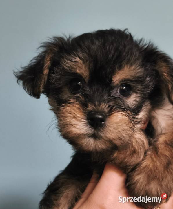 Yorkshire terrier Psary Małe