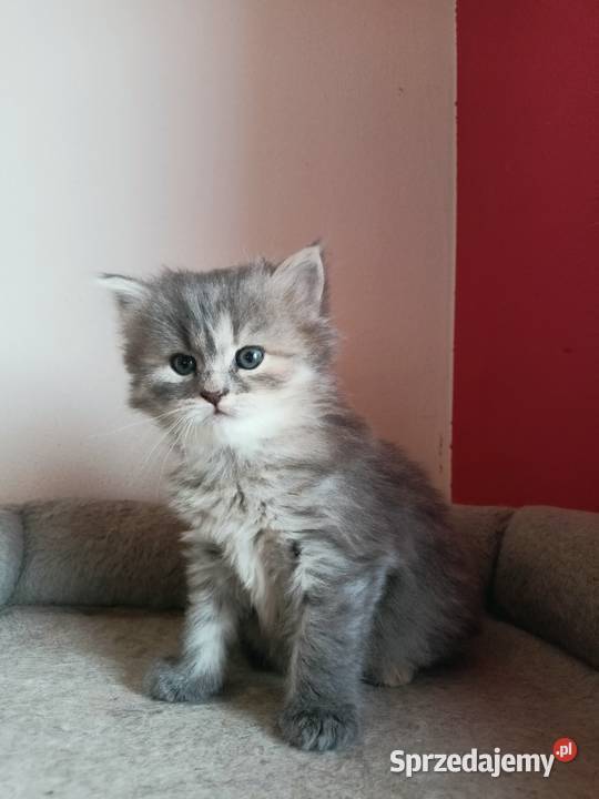 Śliczna Niebieska Kotka Syberyjska PZFWCF Xanti