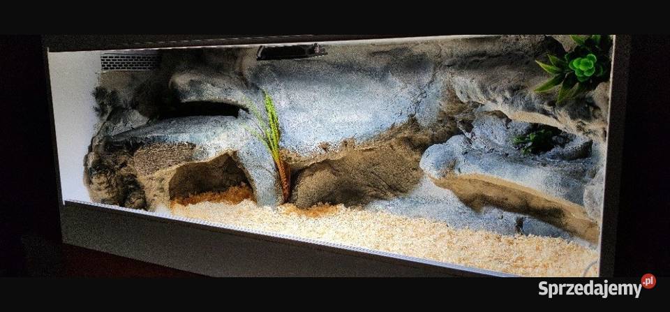 Terrarium profesjonalne gekona lamparciego Rzeszów