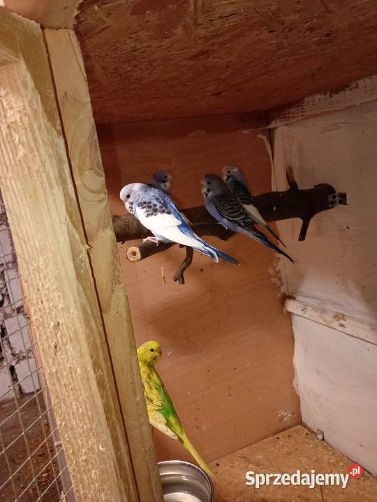 Papugi faliste 2025r podkarpackie Sędziszów Małopolski