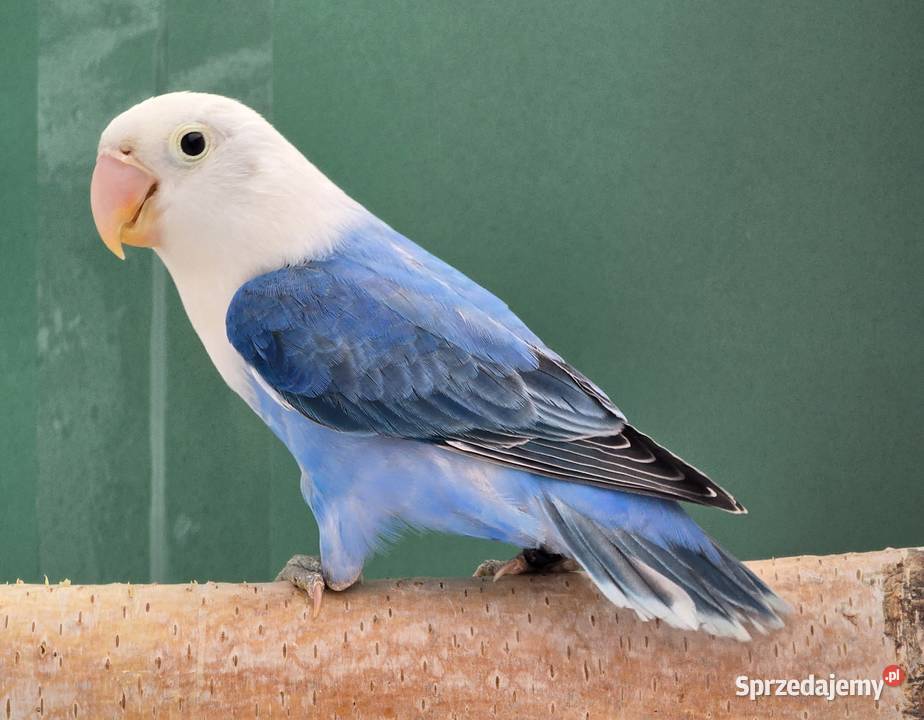 Nierozlaczka Fischer nierozłączki młode do śląskie Katowice