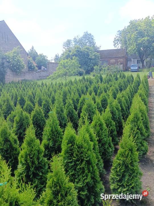 Tuja szmaragd Stęszew Mosina Poznań