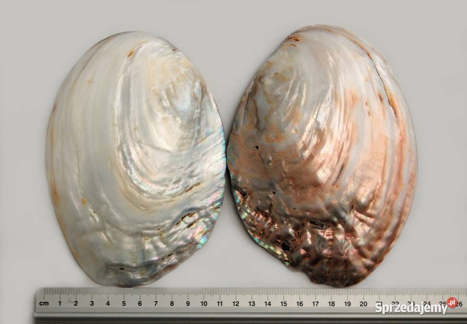 Muszla perłorodna z perłami nienarodzonymi 2 wielokolorowy Lublin