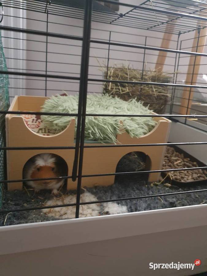 Oddam świnkę morską pomorskie Malbork sprzedam