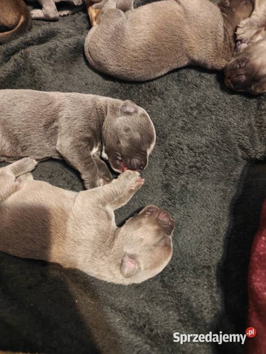 Szczeniaki Cane Corso Wiskitki