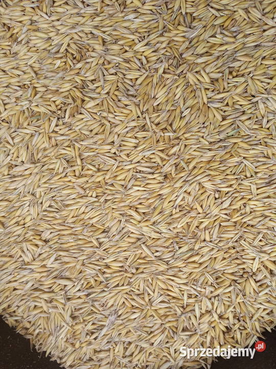 Owies gnieciony Zboża opolskie Opole sprzedam