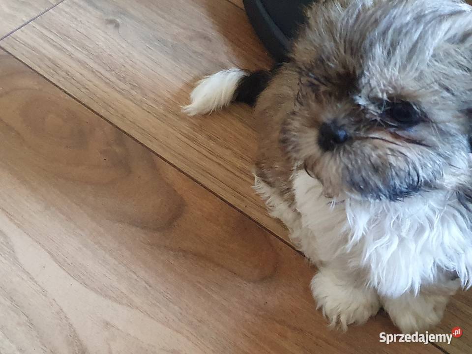 Piesek z METRYKĄ I chipem ostatni Shih Tzu Stargard sprzedam