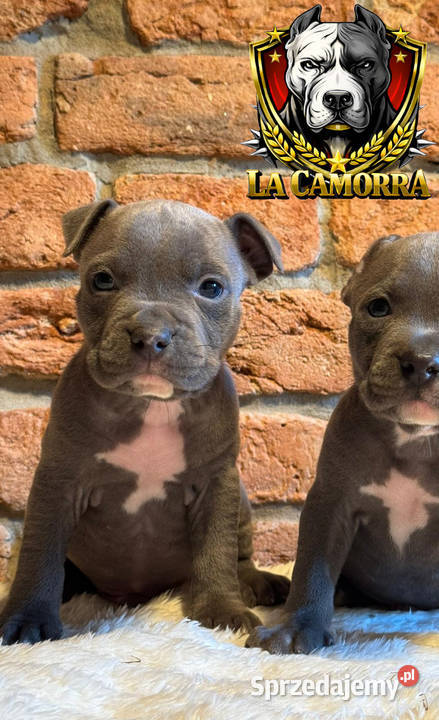 American Staffordshire Terrier Blue Samiec Paczków