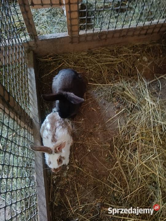 Króliki mieszane Nowy Sącz sprzedam