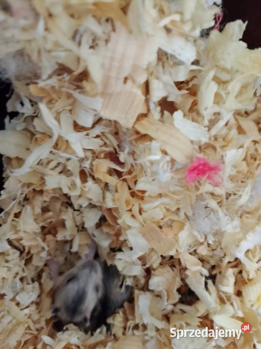 2 małe chomiki dżungarskie małopolskie