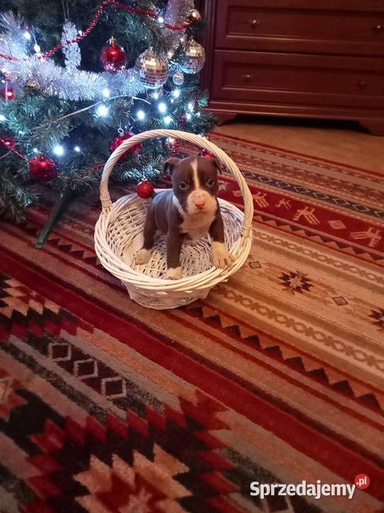 Sprzedam szczeniaczki pit Bull Suraż