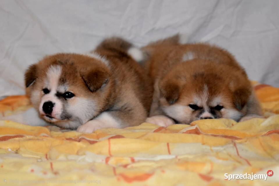 Akita Japonska czerwona suczka Morąg sprzedam