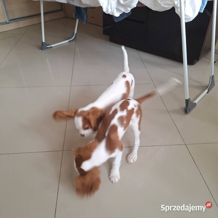 Cavalieki małe szukają domu pełnego miłości Płock