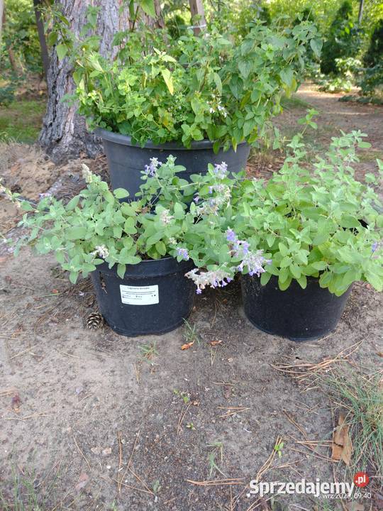 Kocimiętka w doniczce Komornica