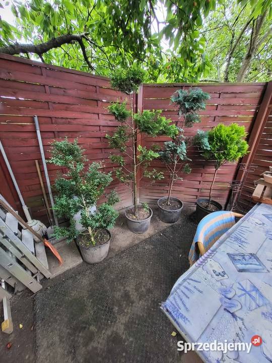 Drzewka Tuje Bonsai Najtaniej w