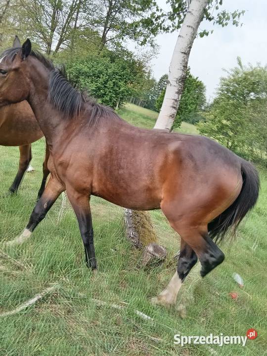 Klacz Lovely Girl z Dworu dolnośląskie Sieroszowice sprzedam