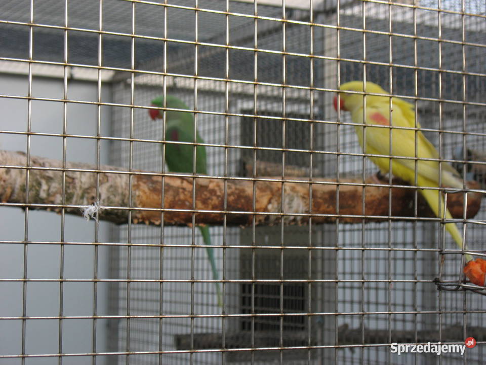 Aleksandretty Większe Poznań sprzedam