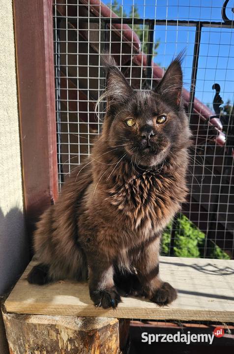 Czekoladowy Maine Coon FPL pomorskie Gdańsk