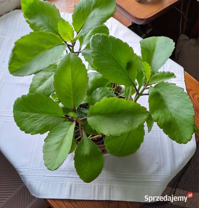 Żyworódka pierzasta Pinnata pomorskie Wejherowo