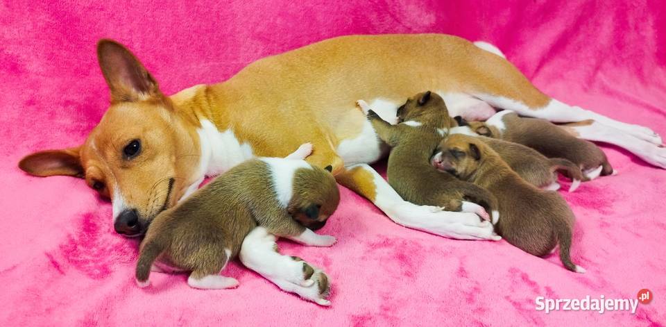 Szczenię Basenji Pozostałe Radom