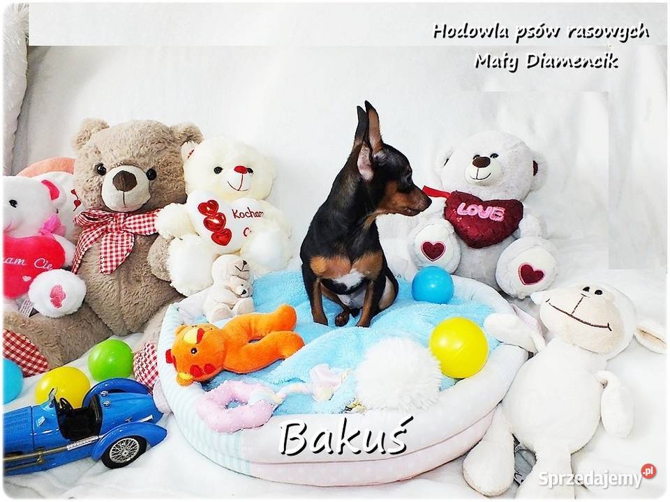 Mały Piesek BAKUŚ Ratlerek sarenka Pinczer lubuskie Żary sprzedam