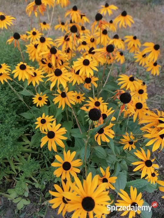 Rudbekia błyskotliwa mrozoodporna roślina do