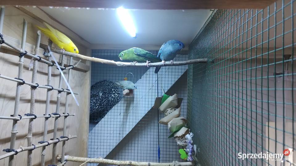 Papużki stokówki katarzynki razem z woliera kujawsko-pomorskie Gniewkowo
