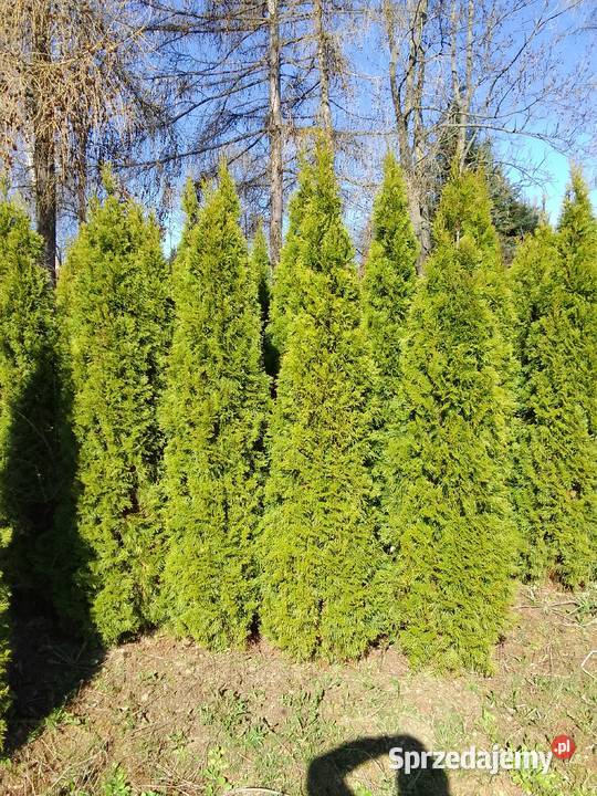 Tuja Szmaragd 200220 piękna Kraków