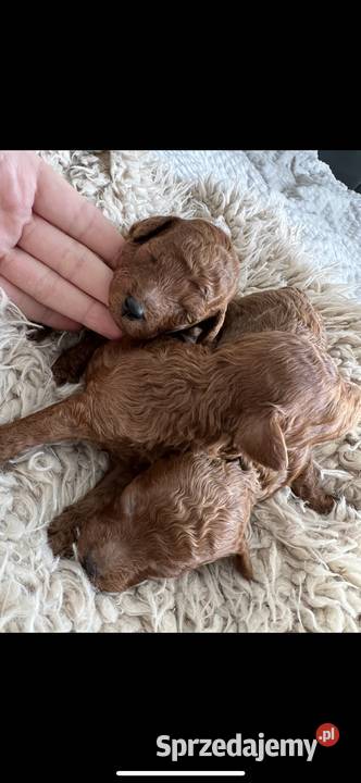 Szczeniaki Pudel Red Toy Nidzica