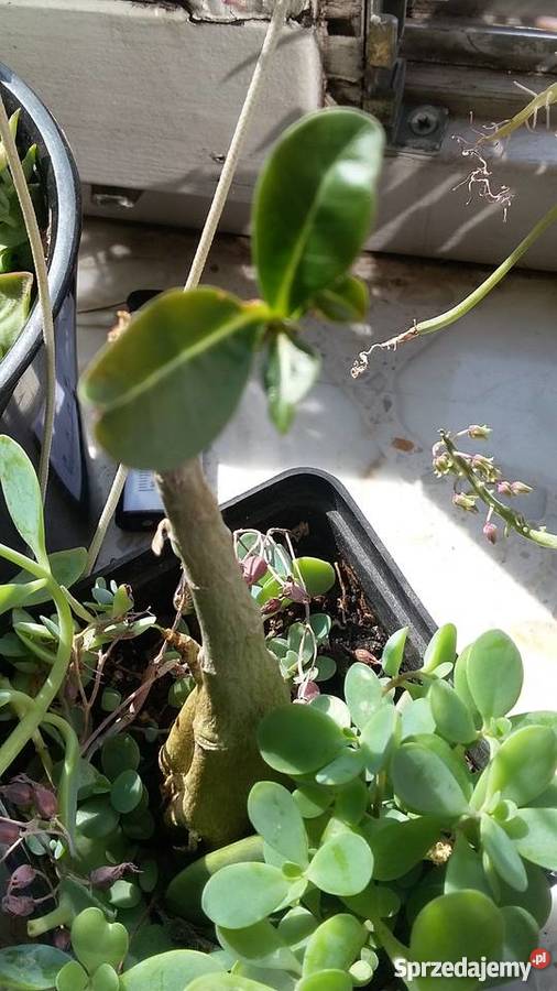 Kwiat doniczkowy Adenium Obesum Warszawa