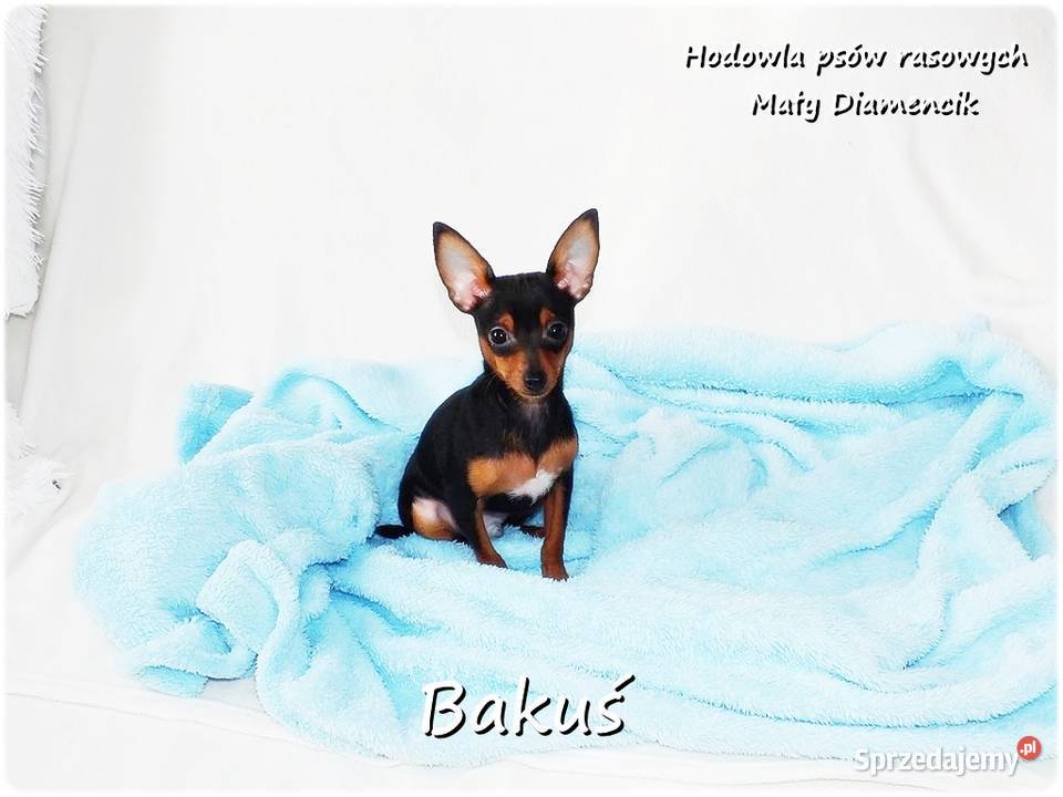 Mały Piesek BAKUŚ Ratlerek sarenka Pinczer