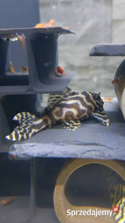 Hypancistrus l236 zbrojnik glonojad Białystok
