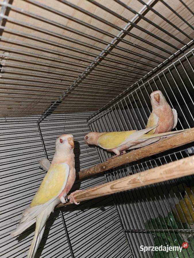 Lilianka Lutino Zwierzęta