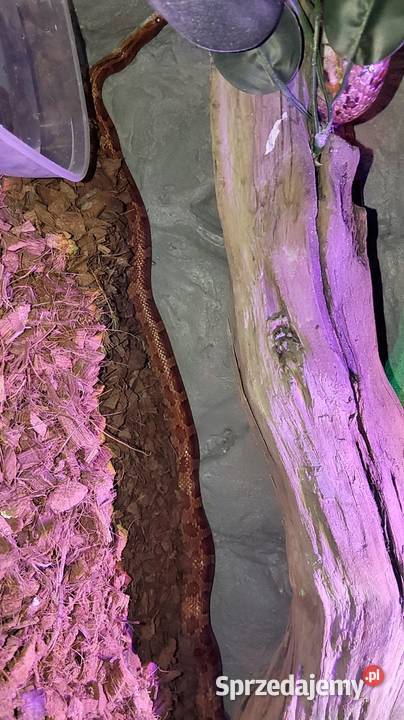 3 węże terrarium Dąbrowa Górnicza